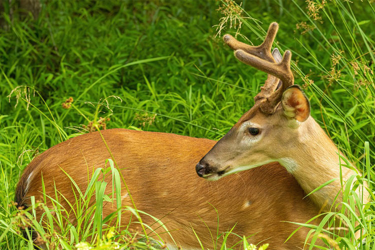 5 meilleurs jeux chasse android avis
