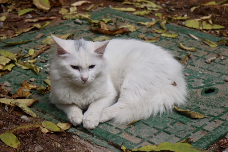 Une application pour géolocaliser mon chat